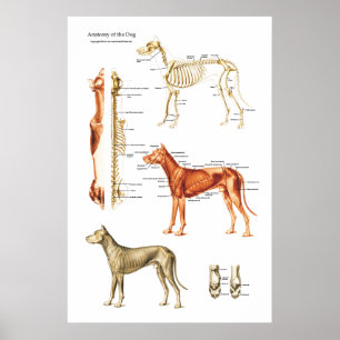 Dog Anatomie Muskel- und Skelettanatomie Poster