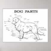 DOG ANATOMY 1919 POSTER (Vorne)