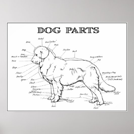 DOG ANATOMY 1919 POSTER (Vorne)