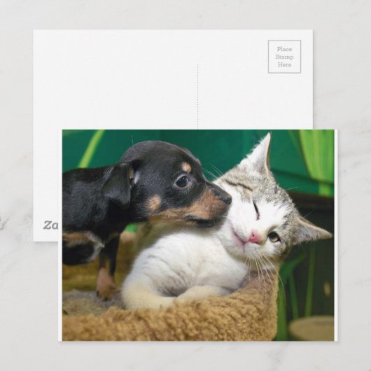 Dog and cat postkarte (Vorne/Hinten)