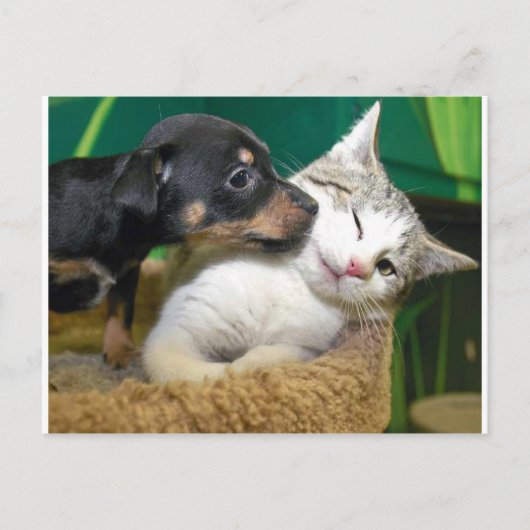 Dog and cat postkarte (Vorderseite)