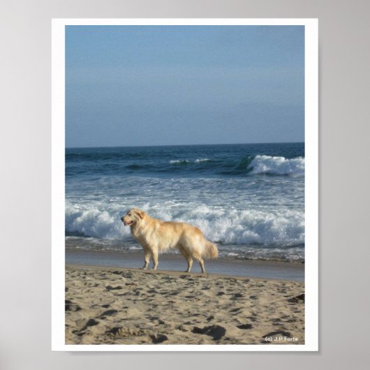 Dog At The Beach Poster (Vorne)