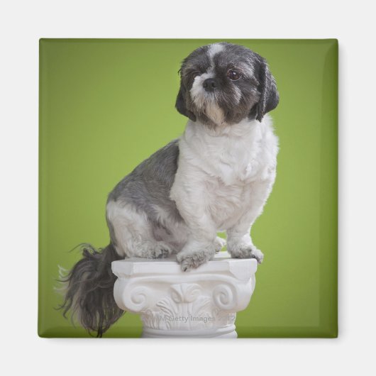 Dog auf einer Säule Magnet (Vorne)