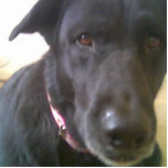 DOG BLACK LAB FOTOSKULPTUR<br><div class="desc">SCHWARZE LAB MIT GROSSEN AUGEN.</div>