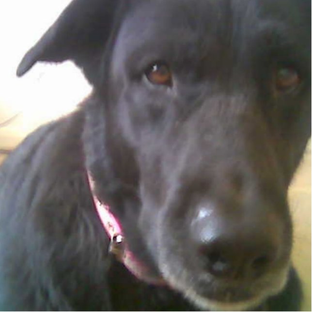 DOG BLACK LAB FOTOSKULPTUR (Vorne)