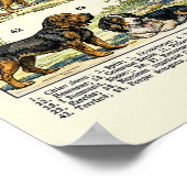 Dog Breeds color Illustrations Poster (Ecke)