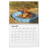Dog Calendar Kalender (Feb 2027)