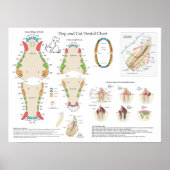 Dog Cat Veterinary Dental Chart Poster (Vorne)