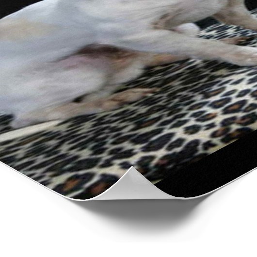 Dog Chihuahua Diva Print Poster (Ecke)