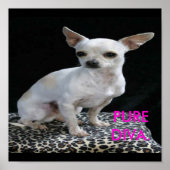 Dog Chihuahua Diva Print Poster (Vorne)