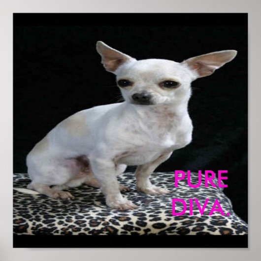 Dog Chihuahua Diva Print Poster (Vorne)