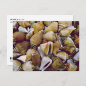 Dog Conch Postkarte (Vorne/Hinten)