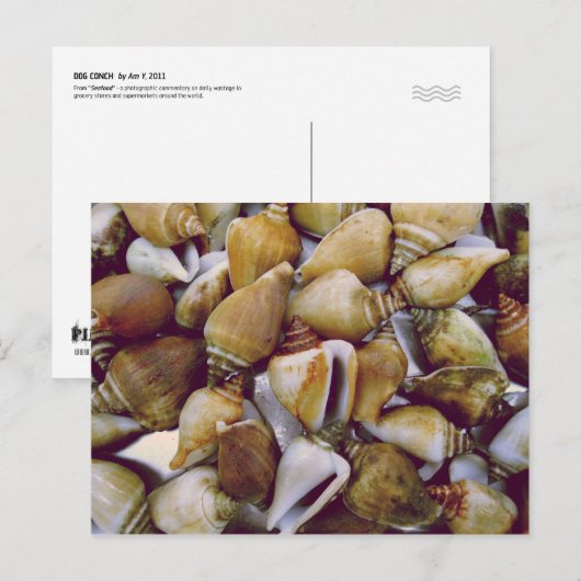 Dog Conch Postkarte (Vorne/Hinten)