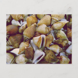 Dog Conch Postkarte