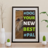 #Dog, dein neuer Bester #Pal ...tibetischer Spanie Poster