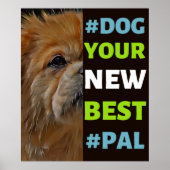 #Dog, dein neuer Bester #Pal ...tibetischer Spanie Poster (Vorne)
