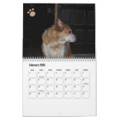 Dog Foto Calendar Ginger Queensland Heeler Kalender (Feb 2026)