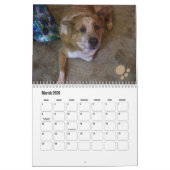 Dog Foto Calendar Ginger Queensland Heeler Kalender (Mär 2026)