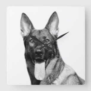 Dog german shepherd animal pet photo black white quadratische wanduhr