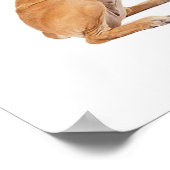 Dog Image for Poster (Ecke)