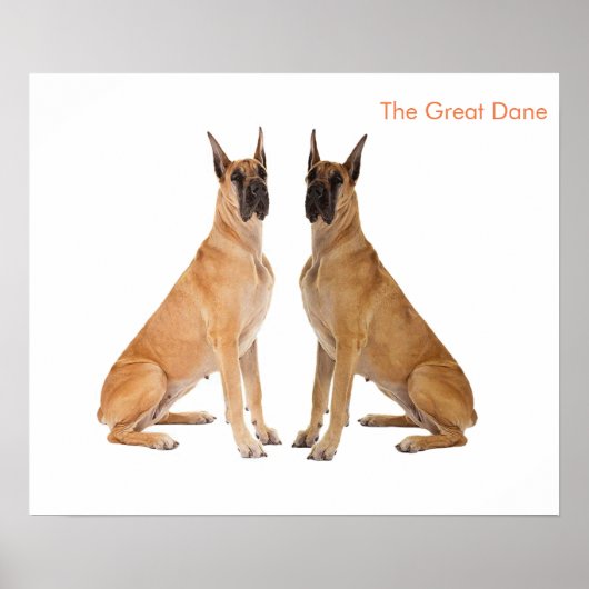 Dog Image for Poster (Vorne)