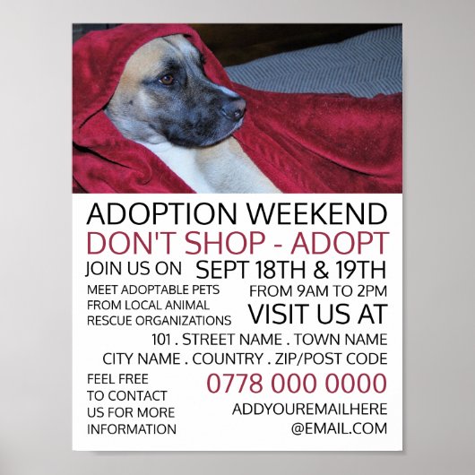Dog in Red Blanket, Pet Adoption Event Advertising Poster (Vorne)