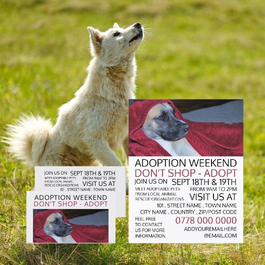 Dog in Red Blanket, Pet Adoption Event Advertising Visitenkarte