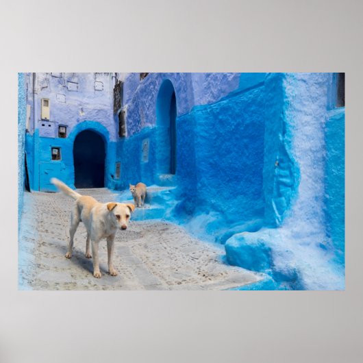 Dog in the Blue City Poster (Vorne)