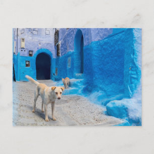 Dog in the Blue City Postkarte