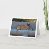 Dog Lay Portrait Karte (Vorderseite)