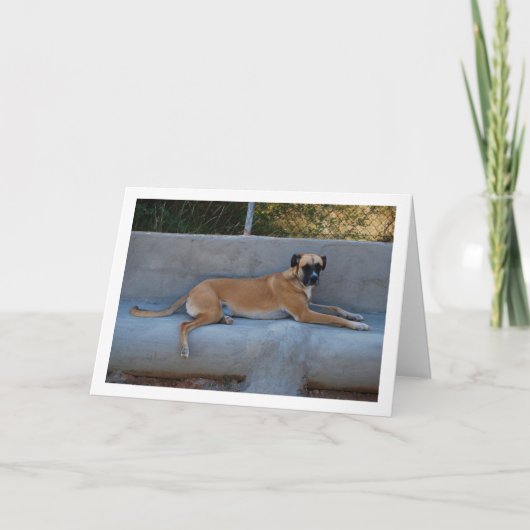 Dog Lay Portrait Karte (Vorderseite)