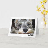 DOG: Mini German Schnauzer mit Liebe Karte (Gelbe Blume)