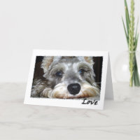 DOG: Mini German Schnauzer mit Liebe
