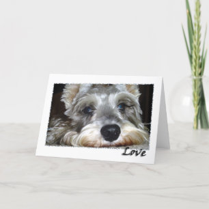 DOG: Mini German Schnauzer mit Liebe Karte