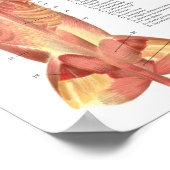 Dog Muscles Arteries Anatomy Chart Poster (Ecke)