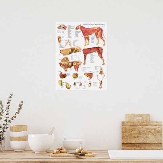 Dog Muscles Internal Anatomy Chart Poster (Küche)