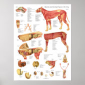 Dog Muscles Internal Anatomy Chart Poster (Vorne)