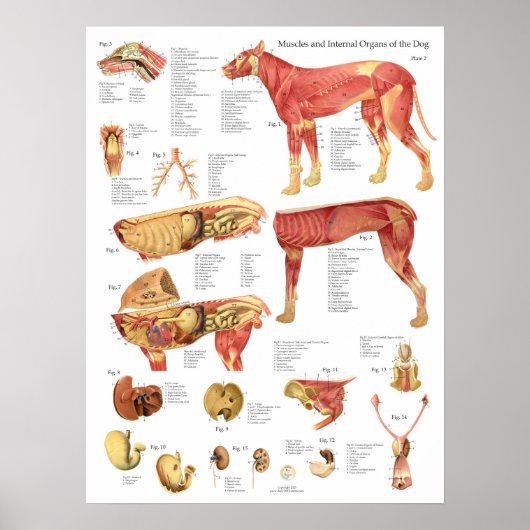 Dog Muscles Internal Anatomy Chart Poster (Vorne)