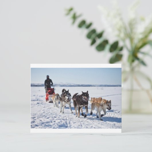 Dog Mushing Alaska Postkarte (Stehend Vorderseite)