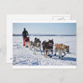 Dog Mushing Alaska Postkarte (Vorne/Hinten)