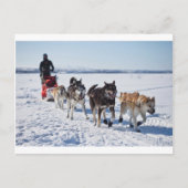 Dog Mushing Alaska Postkarte (Vorderseite)
