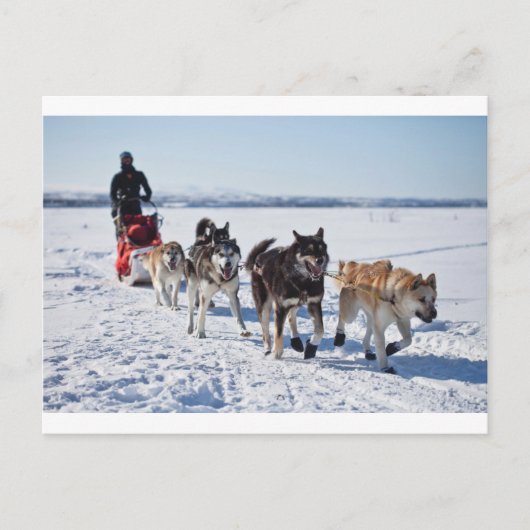 Dog Mushing Alaska Postkarte (Vorderseite)