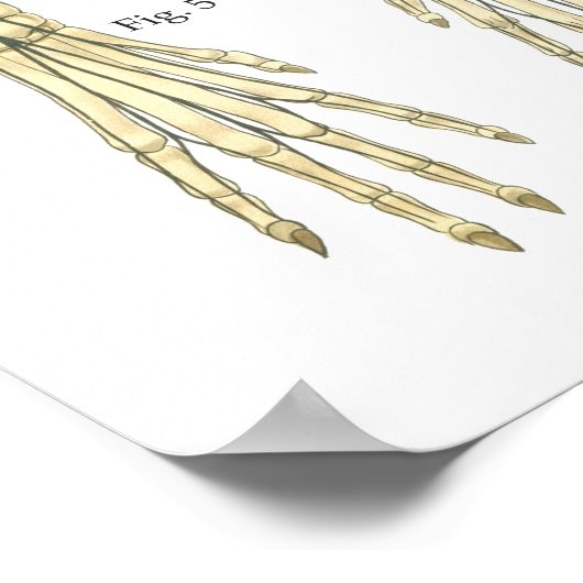 Dog Nervous System Anatomy Poster Chart (Ecke)