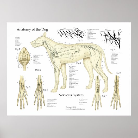 Dog Nervous System Anatomy Poster Chart (Vorne)