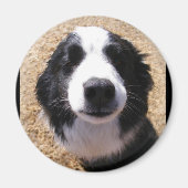 Dog Nose Foto Magnete Magnet (Vorne)