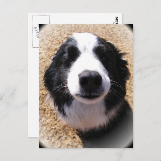 Dog Nose Postkarten (Vorne/Hinten)