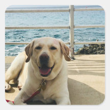 "Dog on Dock" Labrador Foto Sticker