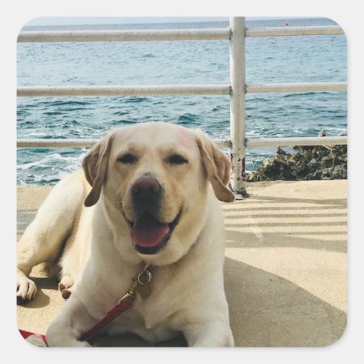 "Dog on Dock" Labrador Foto Sticker (Vorderseite)