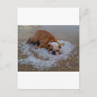 Dog on ice, Dam I'm Hot Postkarte