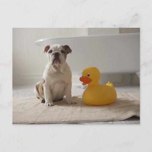 Dog on mat with plastic duck postkarte (Vorderseite)